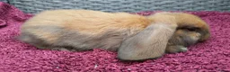 Mini Lop rabbits for sale: Cute French x Mini Lop Ready to Go!!! - Advert 24