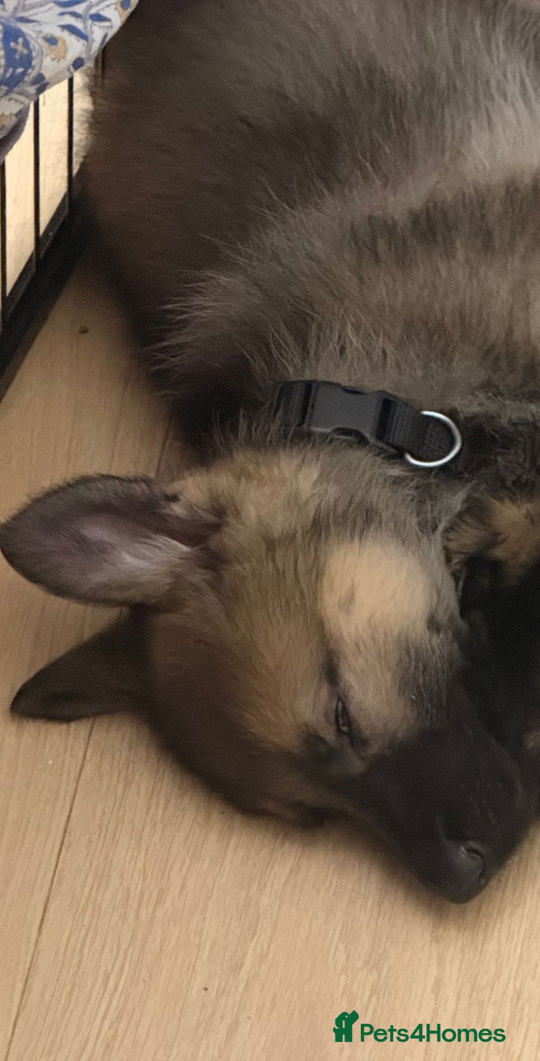 German Shepherd dogs for sale: GERMAN SHEPHERD PUPPY 8 WEEKS - Advert 5