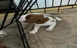 Cavalier King Charles Spaniel dogs for sale: King Charles Cavalier puppies for sale  - Image 5