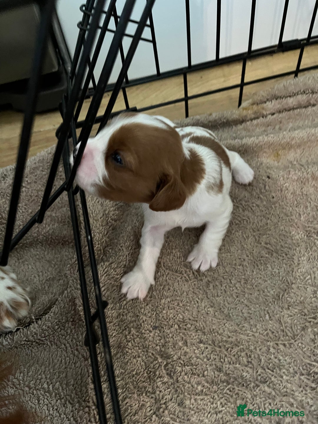 Cavalier King Charles Spaniel dogs for sale: King Charles Cavalier puppies for sale  - Image 5