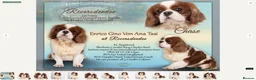 Cavalier King Charles Spaniel dogs for sale: K.C. reg. Cavalier King Charles Spanel - Advert 3