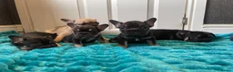 French Bulldog dogs for sale: 5 Frenchie pups ready for their forever homes🐶🏡 - Advert 15