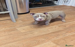 American Bully dogs for sale: Absolutely stunning pocket bully male  - Image 5