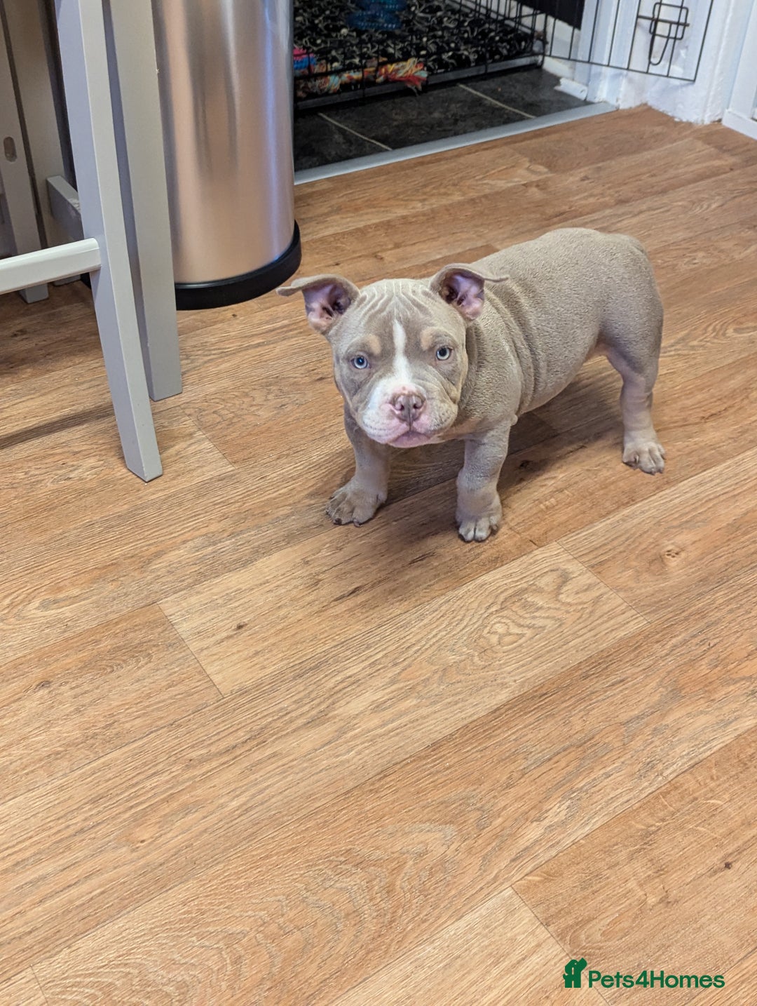 American Bully dogs for sale: Absolutely stunning pocket bully male  - Image 5