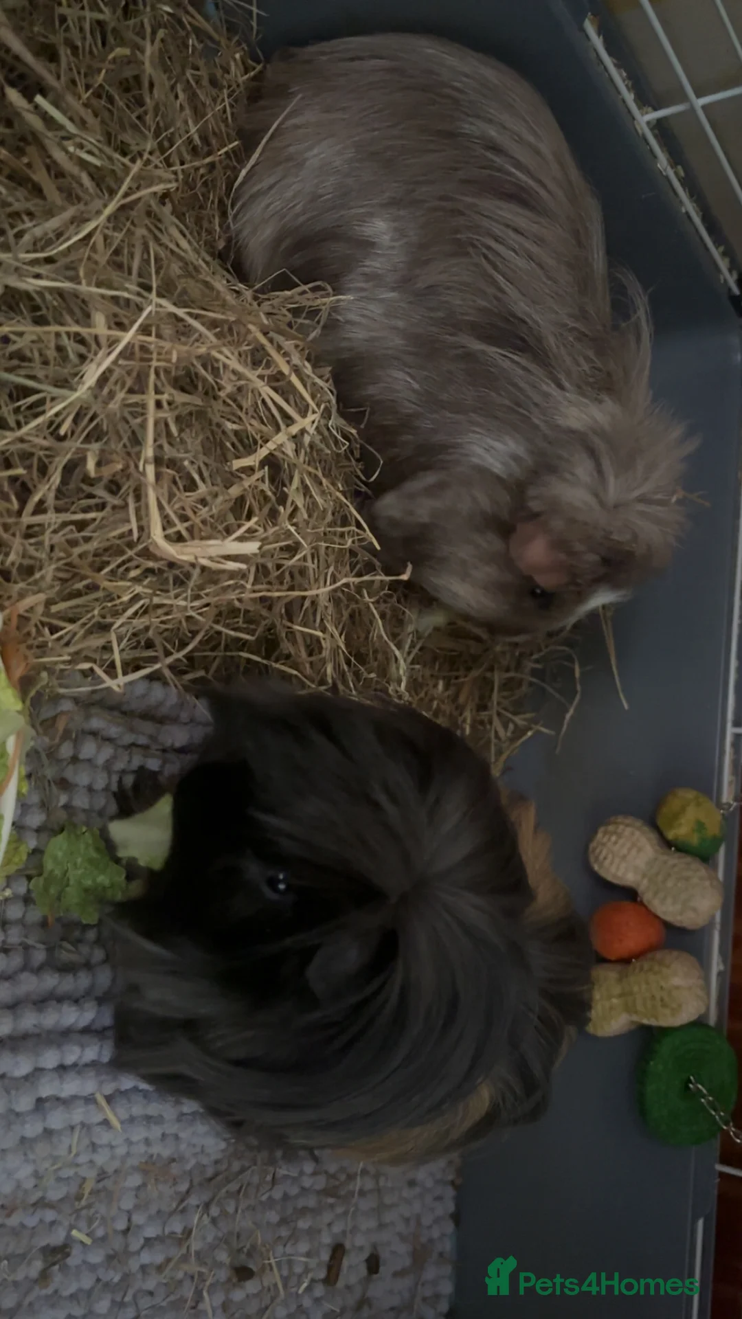 Guinea Pig rodents for sale: Black & Brown guinea pigs in Milton Keynes - Advert 2
