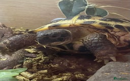 Tortoise reptiles for sale: Horsefield tortoise.   - Advert 1