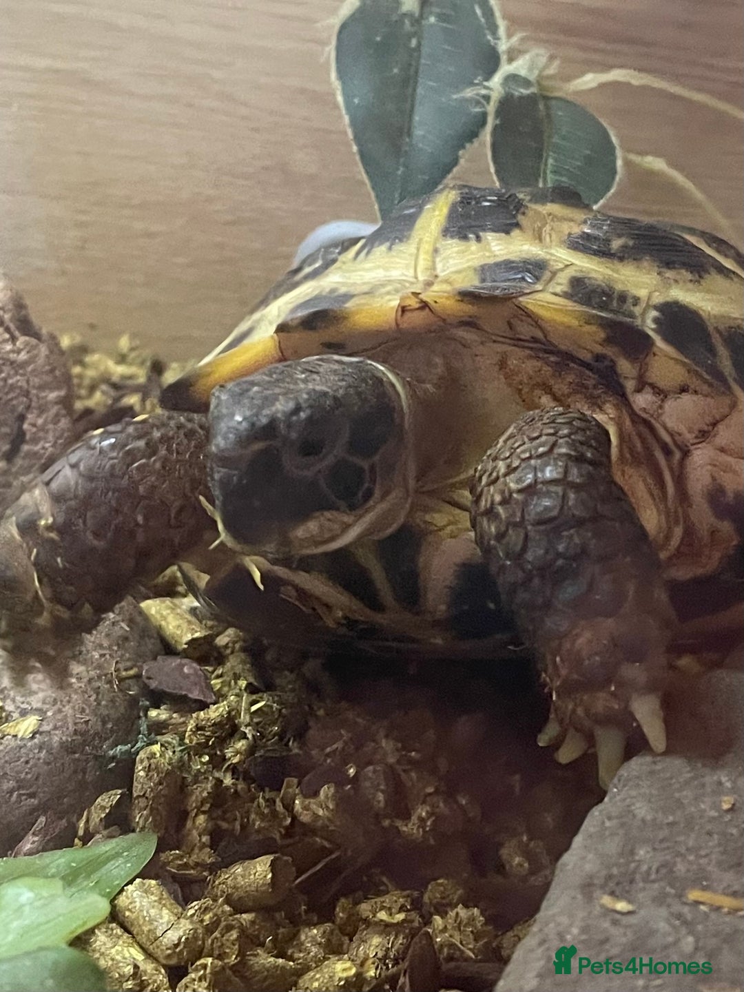 Tortoise reptiles for sale: Horsefield tortoise.   - Advert 1