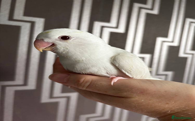 Lovebirds birds - Advert 1