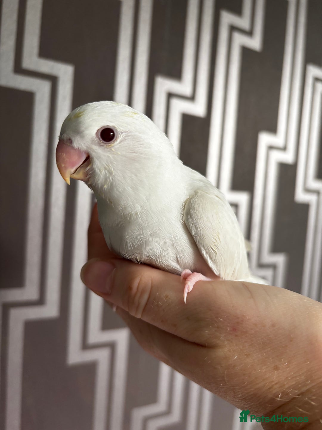 Lovebirds birds for sale: Hand reared pure white lovebird  - Image 1