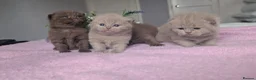 British Shorthair cats for sale: GCCF REGISTERED CHOCOLATE AND LILAC KITTENS - Advert 13