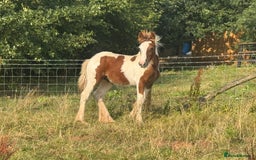Irish Cob horses for sale: Chunky Chesney - Skewbald Colt  - Image 12