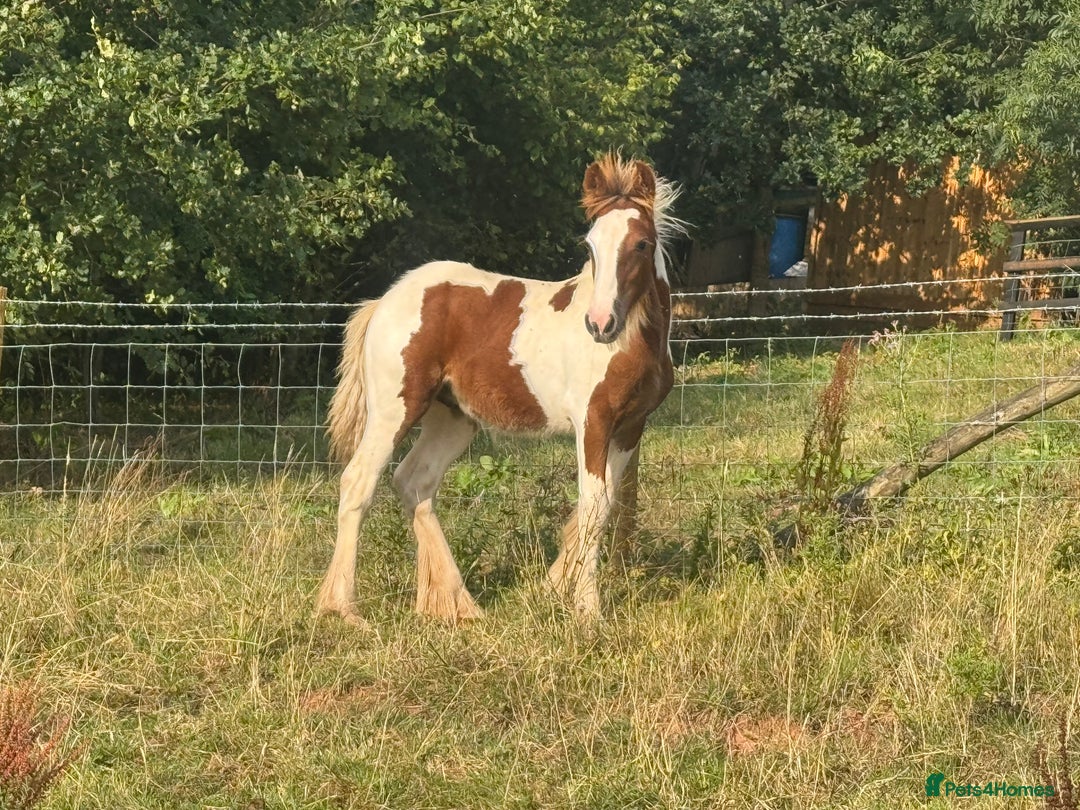 Irish Cob horses for sale: Chunky Chesney - Skewbald Colt  - Image 12