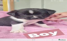 Mixed Breed dogs for sale: Siberian cockers - Image 2