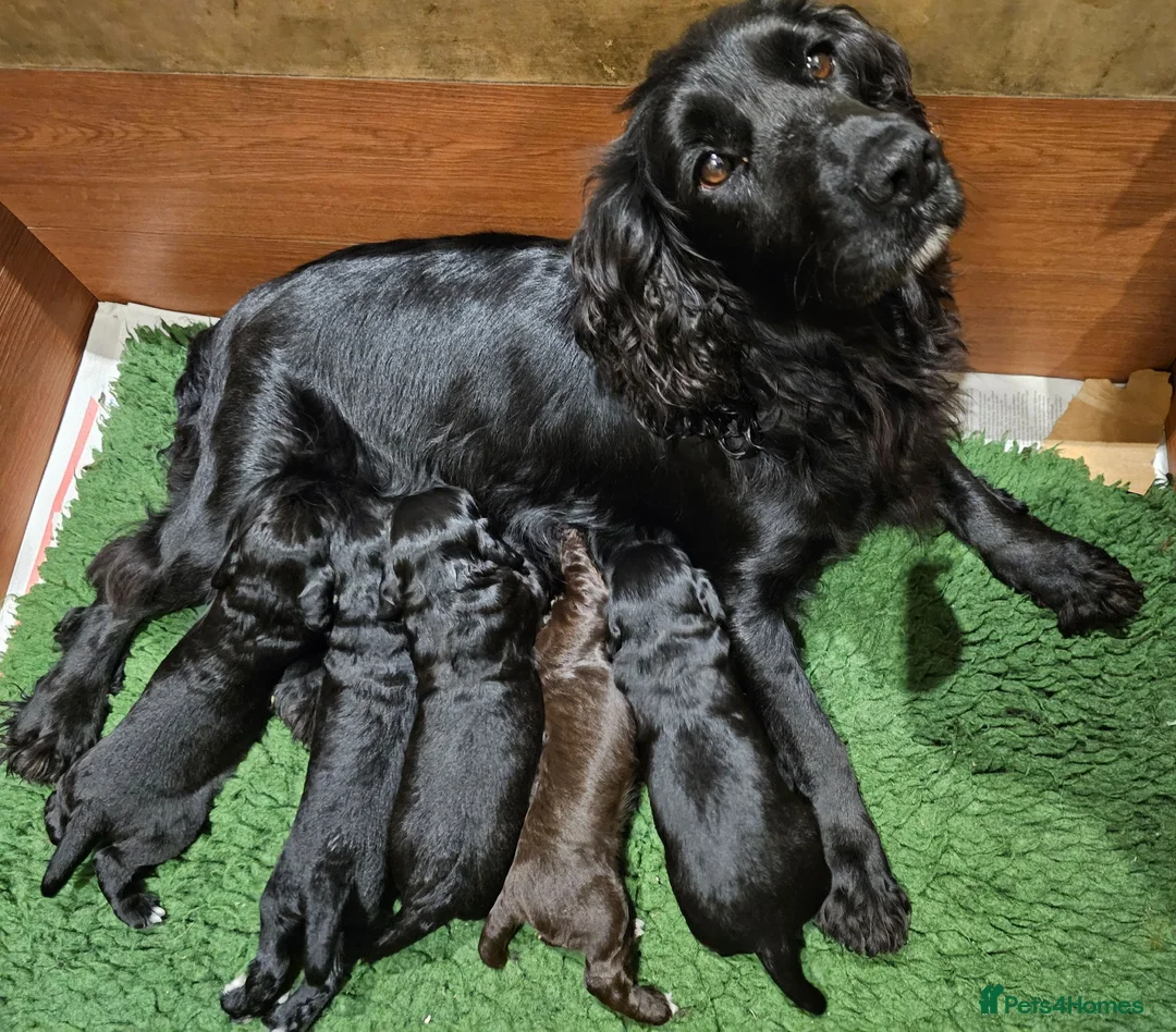 Cocker Spaniel dogs for sale: Cocker Spaniel Puppies in Petworth - Advert 13