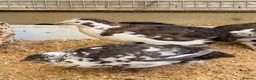 Quail poultry for sale: Quail Hatching eggs 🥚  - Advert 7