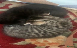 Mixed Breed cats for sale: Mixed breed kittens for sale - Image 6