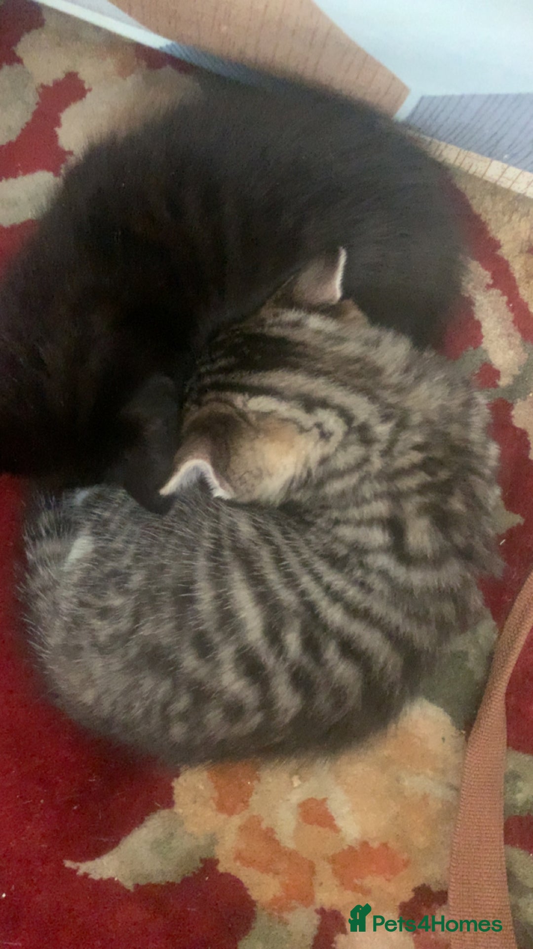 Mixed Breed cats for sale: Mixed breed kittens for sale - Image 6