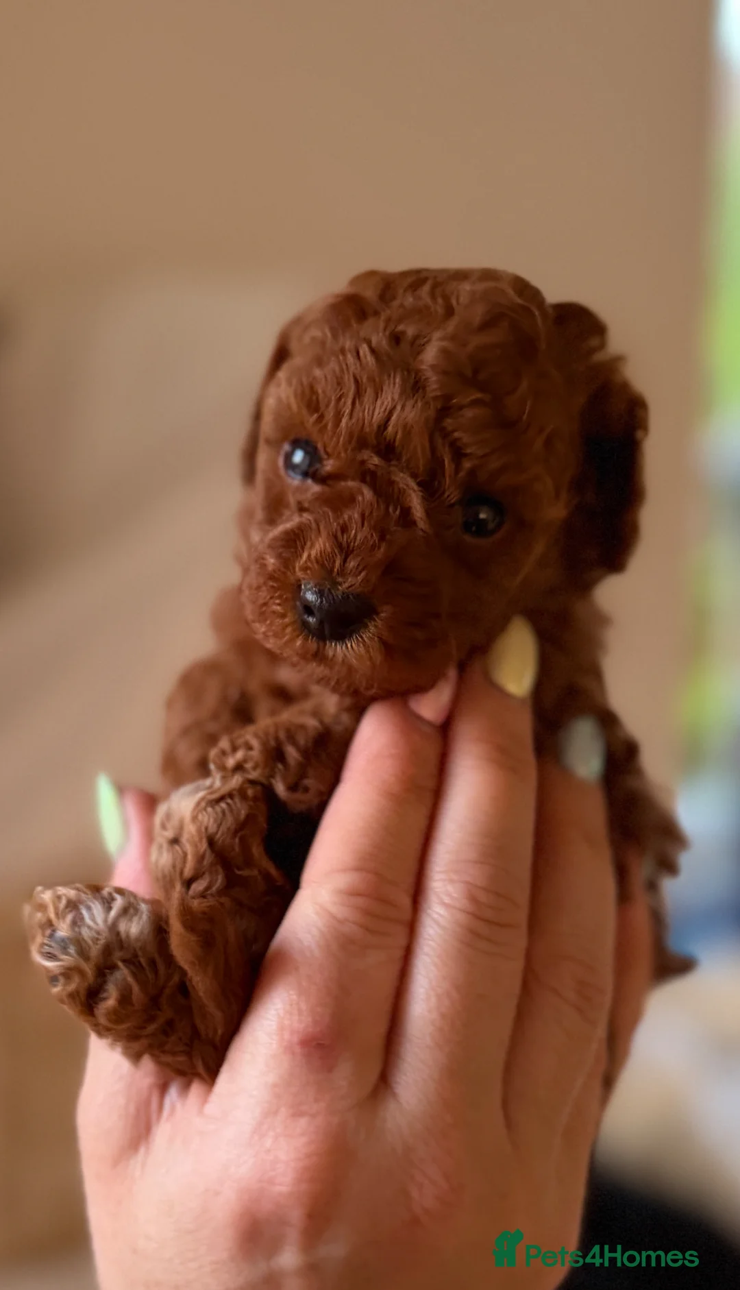 Cockapoo dogs for sale: Tiny poodle cross puppies - Asian lines  - Advert 23