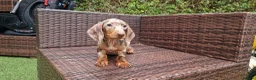 Miniature Dachshund dogs for sale:  Beautiful Mini dachshund   - Advert 2