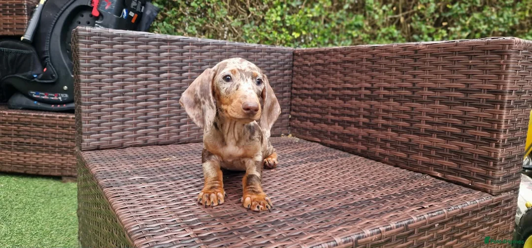 Miniature Dachshund dogs for sale:  Beautiful Mini dachshund   - Advert 2