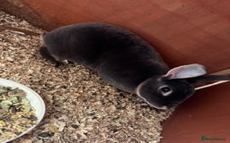 Rex rabbits for sale: mini rex does  - Image 1