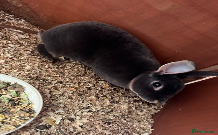 Rex rabbits - Advert 12