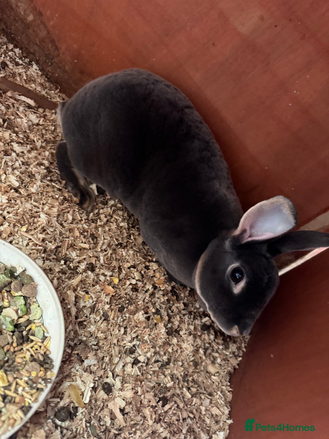 Rex rabbits for sale: mini rex does  - Image 1