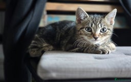 Domestic Shorthair cats for sale: Beautiful male tabby - Advert 2