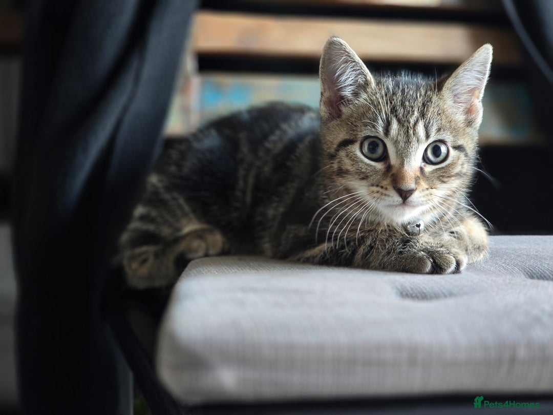 Domestic Shorthair cats for sale: Beautiful male tabby - Advert 2