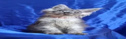 Maine Coon cats for sale: GCCF registered pedigree Maine Coon Kittens  - Advert 15