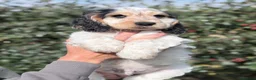 Cocker Spaniel dogs for sale: Kc reg show type cocker spaniel  - Advert 2