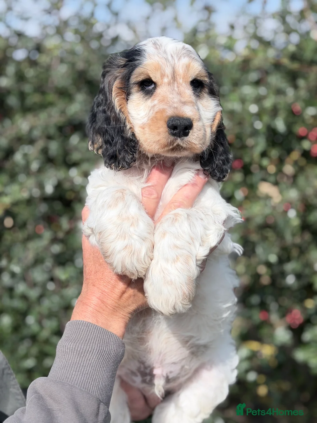 Cocker Spaniel dogs for sale: Kc reg show type cocker spaniel  - Advert 2
