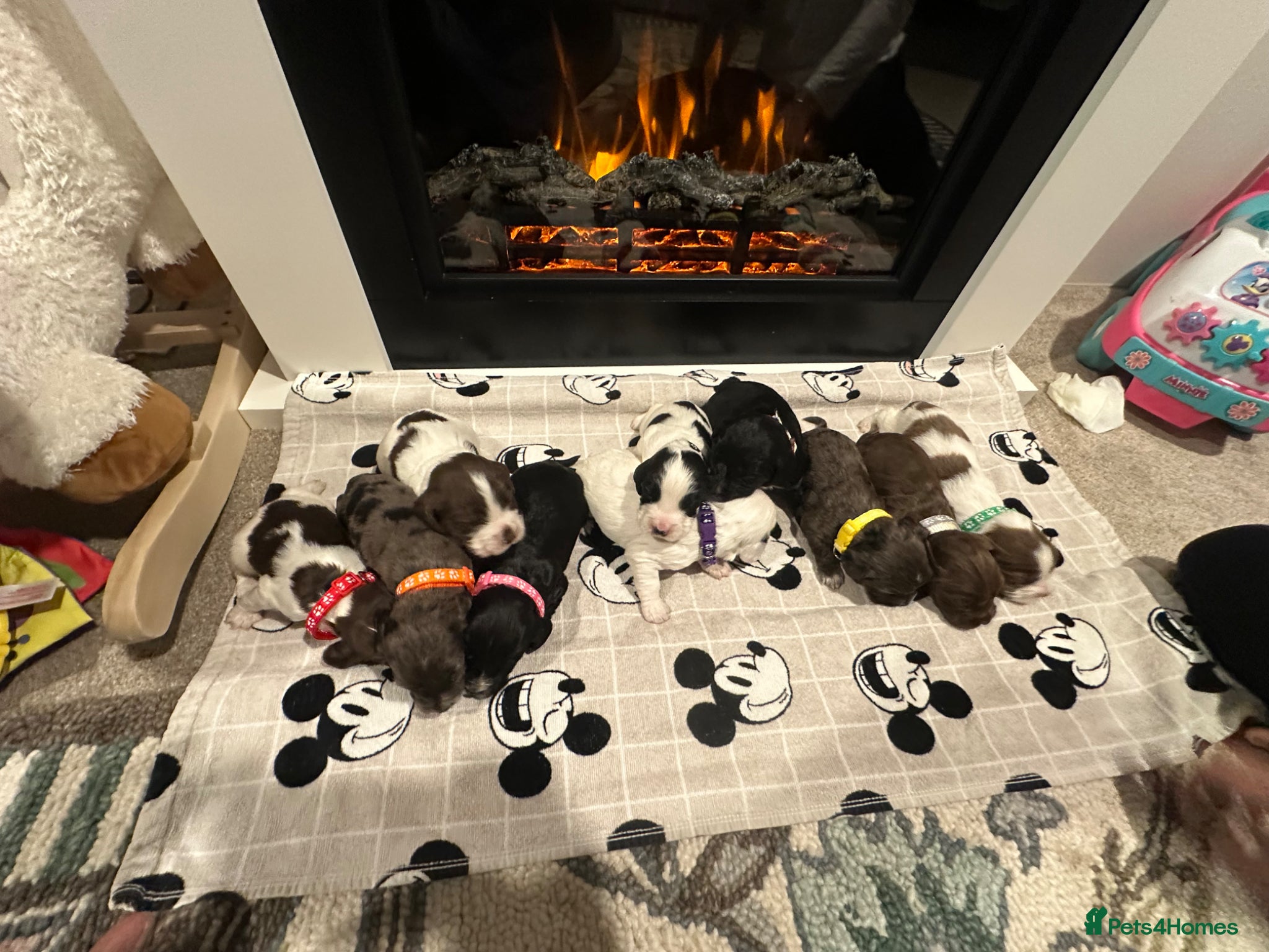 Cocker Spaniel dogs Cocker spaniel puppies seven boys three girls - Advert 1