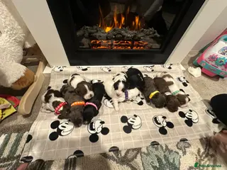Cocker Spaniel dogs Cocker spaniel puppies seven boys three girls - Advert 1