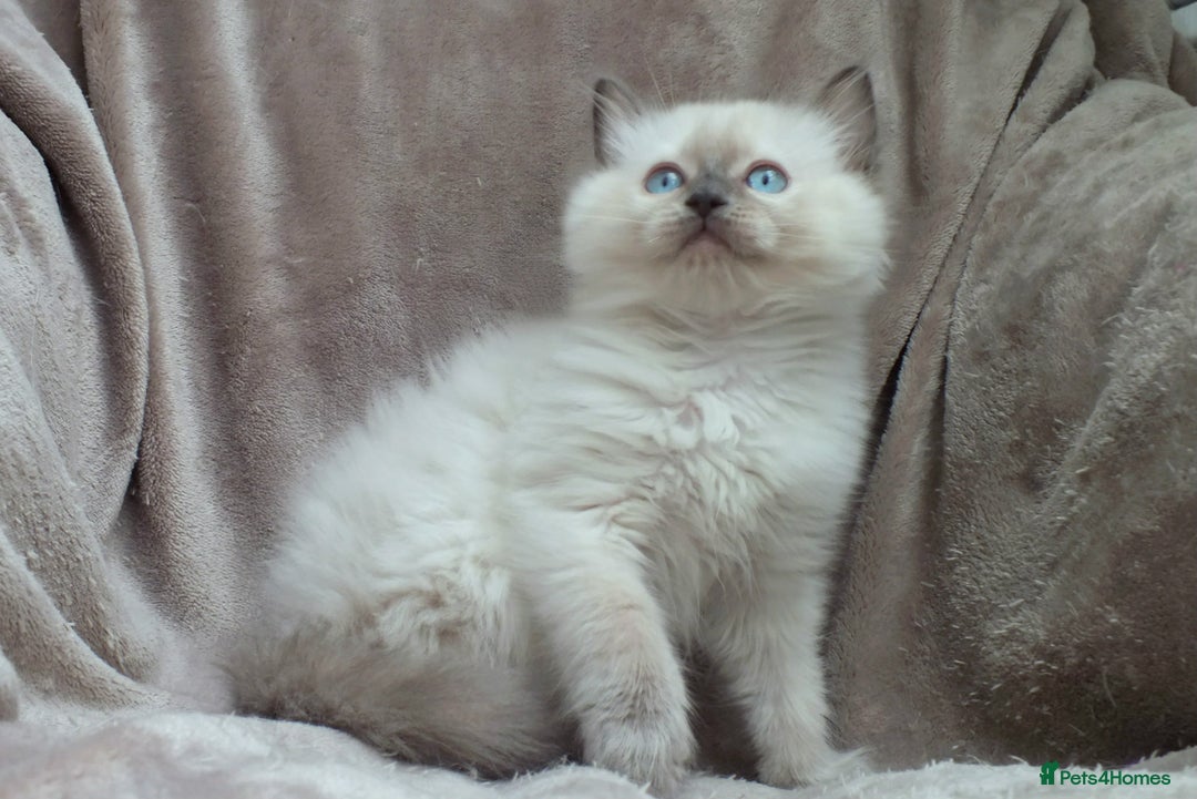 Ragdoll cats for sale: GCCF PET/ACTIVE KITTENS CHAMPION IMP BLOODLINES - Image 35