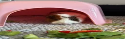 Guinea Pig rodents for sale: Two female guinea pigs for rehome - Advert 6