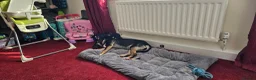 Mixed Breed dogs for sale: 6 month mixed English bullterrier femail - Advert 2