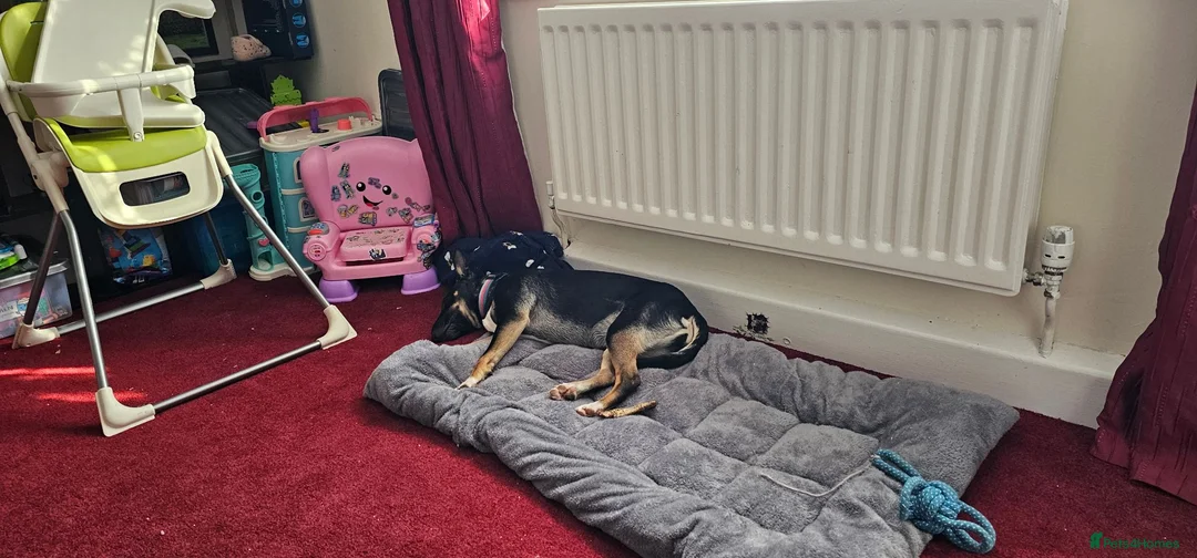 Mixed Breed dogs for sale: 6 month mixed English bullterrier femail - Advert 2