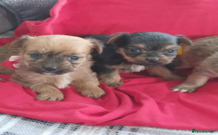 Chorkie dogs - Advert 1