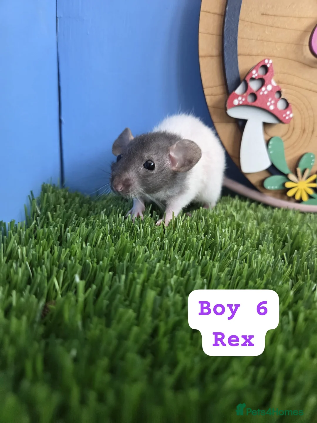 Rat rodents for sale: Dwarf Baby Rats Male Female Girls Boys  - Advert 12