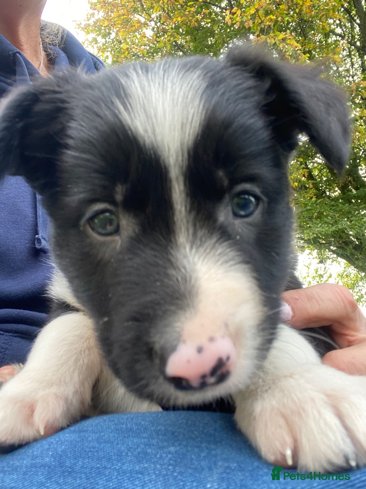 Border Collie dogs Working Border Collie puppies - Advert 1