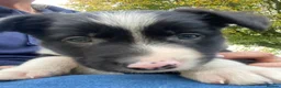 Border Collie dogs for sale: Working Border Collie puppies - Advert 1