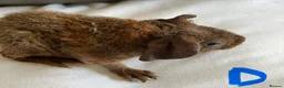 Guinea Pig rodents for sale: Well handled skinny pigs and one teddy boy.  - Advert 11