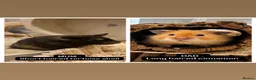Hamster rodents for sale: Waiting list - Syrian hamster babies  - Advert 2