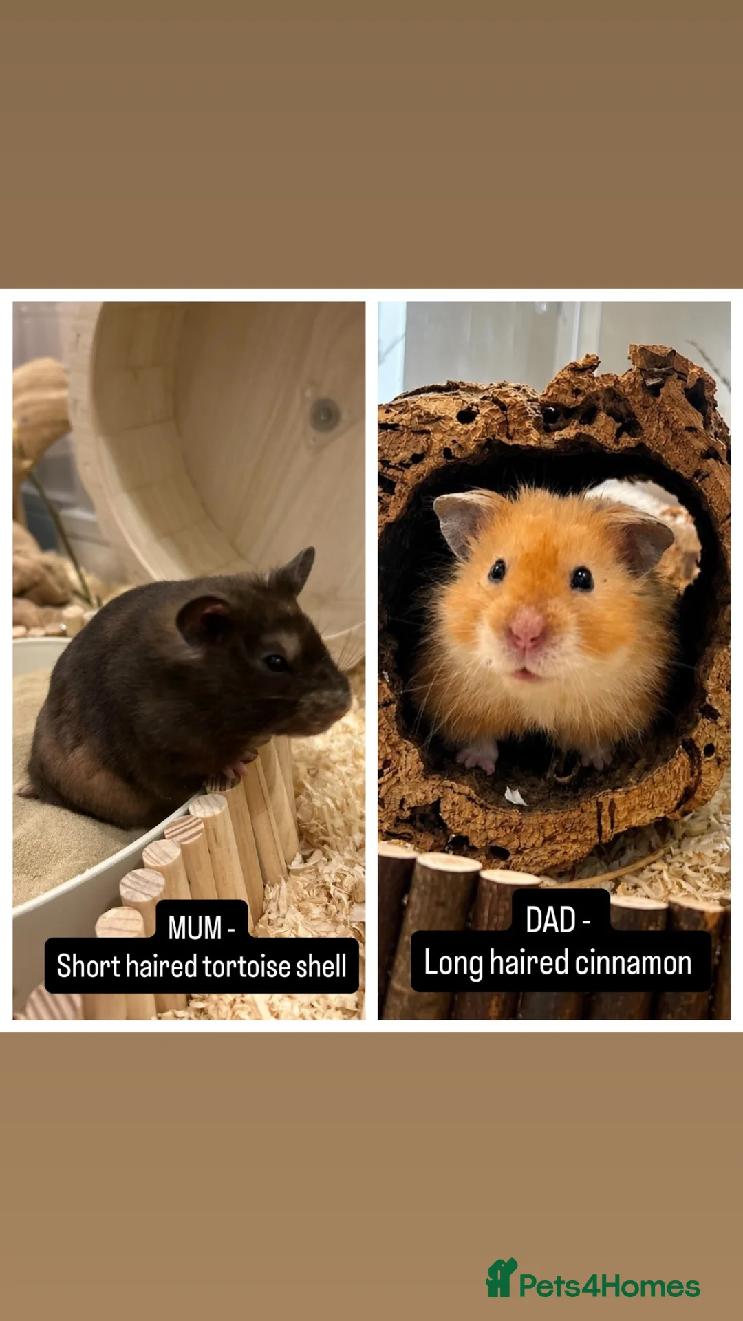 Hamster rodents for sale: Waiting list - Syrian hamster babies  - Advert 2