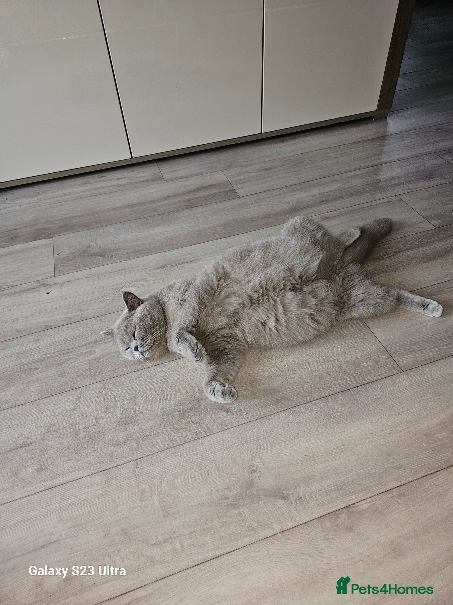 British Shorthair cats Beautiful  British  shorthair  kittens - Advert 5