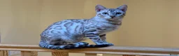 Bengal cats for sale: Stunning Snow Bengal kittens  - Advert 8