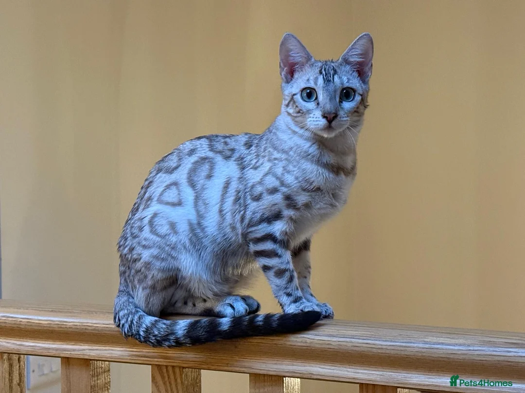 Bengal cats for sale: Stunning Snow Bengal kittens  - Advert 8
