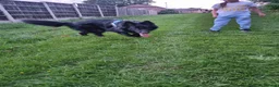 German Shepherd dogs for sale: Beautiful Rare German Shepherd Puppies  - Advert 12