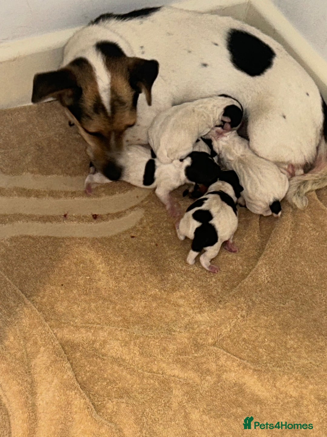 Jack Russell dogs for sale: 5 beautiful Jack Russell puppy’s for sale  - Image 2